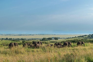 Kenya, Doğu Afrika 'da Hint Okyanusu kıyısında bir ülkedir..
