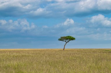 Kenya, Doğu Afrika 'da Hint Okyanusu kıyısında bir ülkedir..