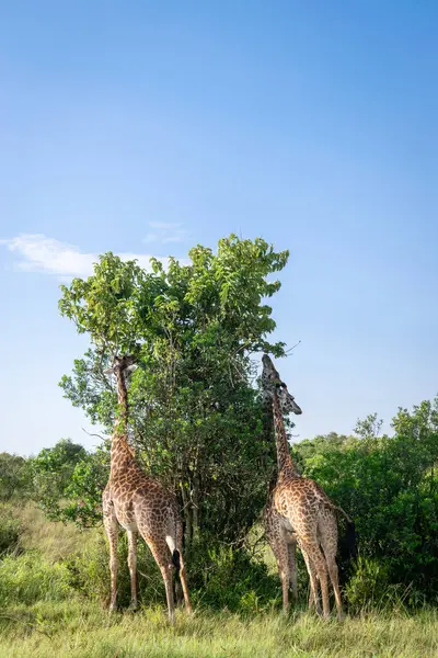 Kenya, Doğu Afrika 'da Hint Okyanusu kıyısında bir ülkedir..