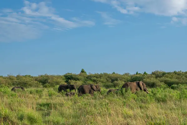 Kenya, Doğu Afrika 'da Hint Okyanusu kıyısında bir ülkedir..