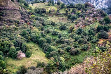 Cabrales is a municipality located in the east of Asturias, forming part of the Picos de Europa National Park, in the north of Spain. clipart