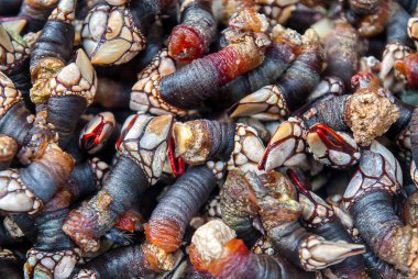 Midye, Pollicipedae familyasından dalgaların dövdüğü kayalarda yetişen bir kabukludur..