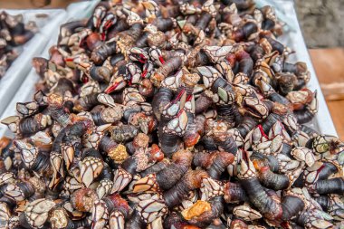 Midye, Pollicipedae familyasından dalgaların dövdüğü kayalarda yetişen bir kabukludur..