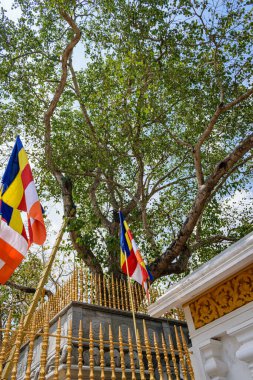 Anuradhapura, Sri Lanka 'nın en eski başkentlerinden biridir ve harabeleri iyi korunmuştur..