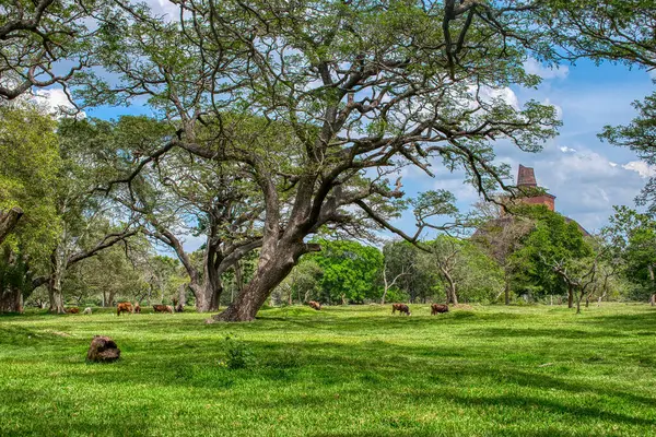 Anuradhapura, Sri Lanka 'nın en eski başkentlerinden biridir ve harabeleri iyi korunmuştur..