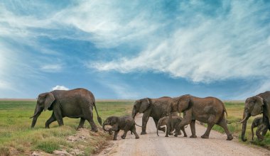 Kenya, Doğu Afrika 'da Hint Okyanusu kıyısında bir ülkedir..