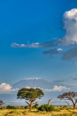 Kenya, Doğu Afrika 'da Hint Okyanusu kıyısında bir ülkedir..