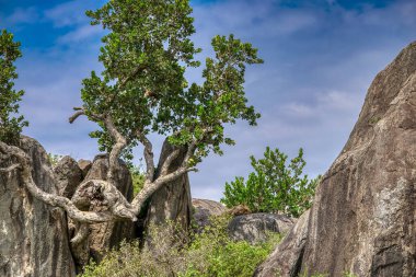 Tanzanya geniş vahşi yaşam alanları ile ünlü bir Doğu Afrika ülkesidir. Bunlar Serengeti Milli Parkı 'nın düzlükleri..