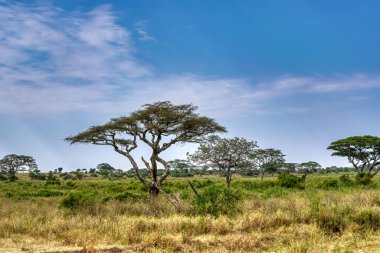 Tanzanya geniş vahşi yaşam alanları ile ünlü bir Doğu Afrika ülkesidir. Bunlar Serengeti Milli Parkı 'nın düzlükleri..