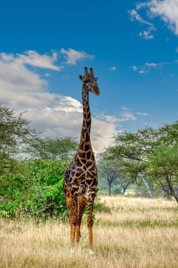 Tanzanya geniş vahşi yaşam alanları ile ünlü bir Doğu Afrika ülkesidir. Bunlar Serengeti Milli Parkı 'nın düzlükleri..