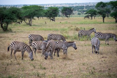 Tanzanya geniş vahşi yaşam alanları ile ünlü bir Doğu Afrika ülkesidir. Bunlar Serengeti Milli Parkı 'nın düzlükleri..