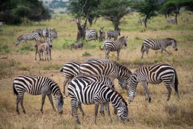 Tanzanya geniş vahşi yaşam alanları ile ünlü bir Doğu Afrika ülkesidir. Bunlar Serengeti Milli Parkı 'nın düzlükleri..
