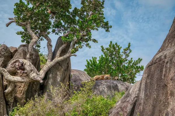 Tanzanya geniş vahşi yaşam alanları ile ünlü bir Doğu Afrika ülkesidir. Bunlar Serengeti Milli Parkı 'nın düzlükleri..