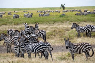 Simiyu, Tanzanya 'nın bir idari bölgesidir. Mart 2012 'de, o zamana kadar Shinyanga Bölgesi' nin bir parçası olarak kurulmuştur. Başkenti Bariadi şehridir..