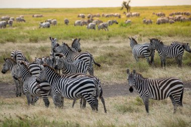 Simiyu, Tanzanya 'nın bir idari bölgesidir. Mart 2012 'de, o zamana kadar Shinyanga Bölgesi' nin bir parçası olarak kurulmuştur. Başkenti Bariadi şehridir..