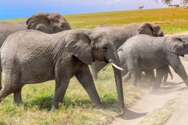 Simiyu, Tanzanya 'nın bir idari bölgesidir. Mart 2012 'de, o zamana kadar Shinyanga Bölgesi' nin bir parçası olarak kurulmuştur. Başkenti Bariadi şehridir..