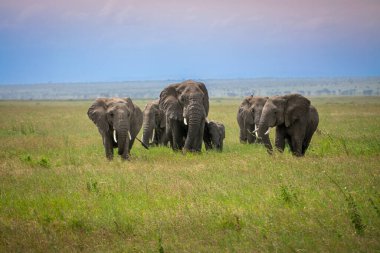 Simiyu, Tanzanya 'nın bir idari bölgesidir. Mart 2012 'de, o zamana kadar Shinyanga Bölgesi' nin bir parçası olarak kurulmuştur. Başkenti Bariadi şehridir..