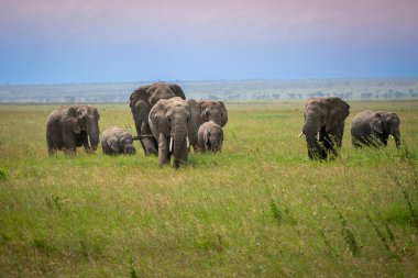 Simiyu, Tanzanya 'nın bir idari bölgesidir. Mart 2012 'de, o zamana kadar Shinyanga Bölgesi' nin bir parçası olarak kurulmuştur. Başkenti Bariadi şehridir..