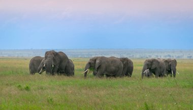 Simiyu is an administrative region of Tanzania. It was created in March 2012, being until then part of the Shinyanga Region. Its capital is the city of Bariadi. clipart