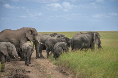 Simiyu, Tanzanya 'nın bir idari bölgesidir. Mart 2012 'de, o zamana kadar Shinyanga Bölgesi' nin bir parçası olarak kurulmuştur. Başkenti Bariadi şehridir..
