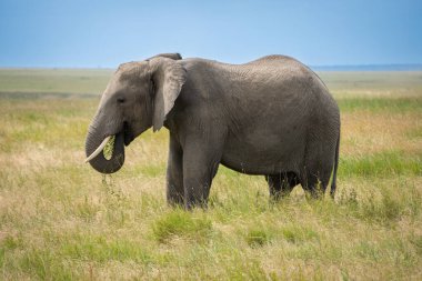 Simiyu, Tanzanya 'nın bir idari bölgesidir. Mart 2012 'de, o zamana kadar Shinyanga Bölgesi' nin bir parçası olarak kurulmuştur. Başkenti Bariadi şehridir..