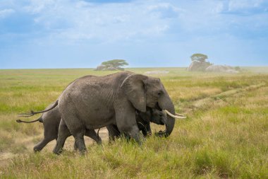 Simiyu, Tanzanya 'nın bir idari bölgesidir. Mart 2012 'de, o zamana kadar Shinyanga Bölgesi' nin bir parçası olarak kurulmuştur. Başkenti Bariadi şehridir..