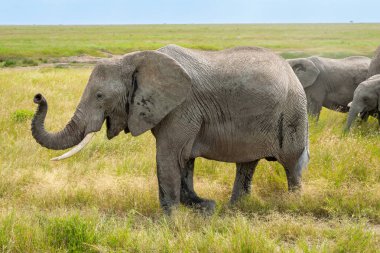 Simiyu, Tanzanya 'nın bir idari bölgesidir. Mart 2012 'de, o zamana kadar Shinyanga Bölgesi' nin bir parçası olarak kurulmuştur. Başkenti Bariadi şehridir..
