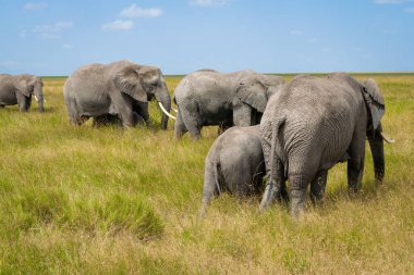 Simiyu, Tanzanya 'nın bir idari bölgesidir. Mart 2012 'de, o zamana kadar Shinyanga Bölgesi' nin bir parçası olarak kurulmuştur. Başkenti Bariadi şehridir..