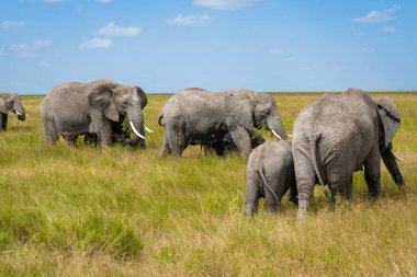 Simiyu, Tanzanya 'nın bir idari bölgesidir. Mart 2012 'de, o zamana kadar Shinyanga Bölgesi' nin bir parçası olarak kurulmuştur. Başkenti Bariadi şehridir..