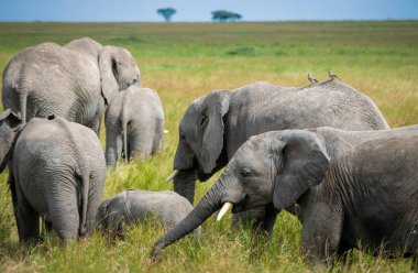 Simiyu, Tanzanya 'nın bir idari bölgesidir. Mart 2012 'de, o zamana kadar Shinyanga Bölgesi' nin bir parçası olarak kurulmuştur. Başkenti Bariadi şehridir..
