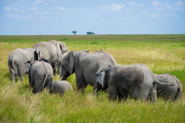 Simiyu, Tanzanya 'nın bir idari bölgesidir. Mart 2012 'de, o zamana kadar Shinyanga Bölgesi' nin bir parçası olarak kurulmuştur. Başkenti Bariadi şehridir..
