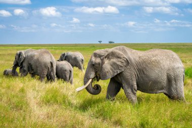 Simiyu, Tanzanya 'nın bir idari bölgesidir. Mart 2012 'de, o zamana kadar Shinyanga Bölgesi' nin bir parçası olarak kurulmuştur. Başkenti Bariadi şehridir..