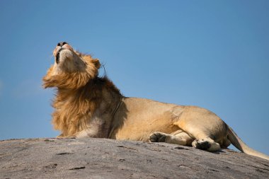 Simiyu, Tanzanya 'nın bir idari bölgesidir. Mart 2012 'de, o zamana kadar Shinyanga Bölgesi' nin bir parçası olarak kurulmuştur. Başkenti Bariadi şehridir..