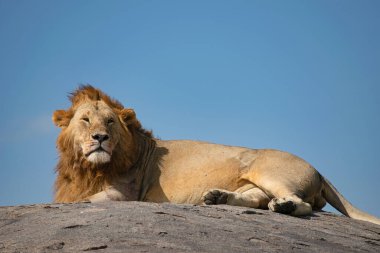Simiyu, Tanzanya 'nın bir idari bölgesidir. Mart 2012 'de, o zamana kadar Shinyanga Bölgesi' nin bir parçası olarak kurulmuştur. Başkenti Bariadi şehridir..