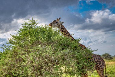 Tanzanya geniş vahşi yaşam alanları ile ünlü bir Doğu Afrika ülkesidir. Bunlar Serengeti Milli Parkı 'nın düzlükleri..