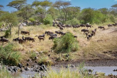 Yaklaşık 1,5 milyon Afrika antilobu, yüz binlerce zebra, elf, ceylan ve bir grup yırtıcı hayvanla birlikte, Güney Serengeti 'deki yavrulama alanlarını terk ediyor..