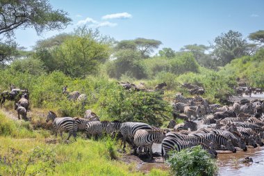 Yaklaşık 1,5 milyon Afrika antilobu, yüz binlerce zebra, elf, ceylan ve bir grup yırtıcı hayvanla birlikte, Güney Serengeti 'deki yavrulama alanlarını terk ediyor..