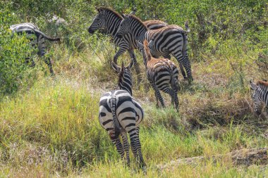 Yaklaşık 1,5 milyon Afrika antilobu, yüz binlerce zebra, elf, ceylan ve bir grup yırtıcı hayvanla birlikte, Güney Serengeti 'deki yavrulama alanlarını terk ediyor..