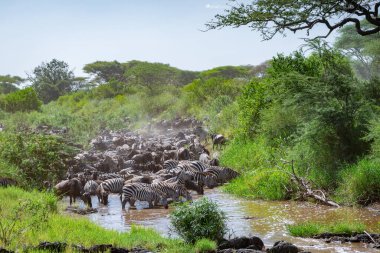 Around 1.5 million wildebeest, with hundreds of thousands of zebras, elands, gazelles and a retinue of predators, leave their calving grounds in the southern Serengeti. clipart