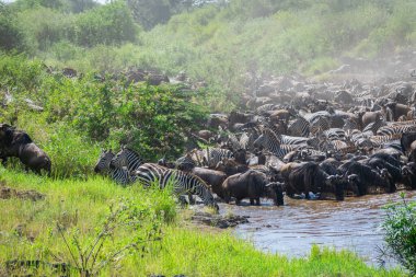 Yaklaşık 1,5 milyon Afrika antilobu, yüz binlerce zebra, elf, ceylan ve bir grup yırtıcı hayvanla birlikte, Güney Serengeti 'deki yavrulama alanlarını terk ediyor..