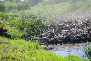 Around 1.5 million wildebeest, with hundreds of thousands of zebras, elands, gazelles and a retinue of predators, leave their calving grounds in the southern Serengeti. clipart