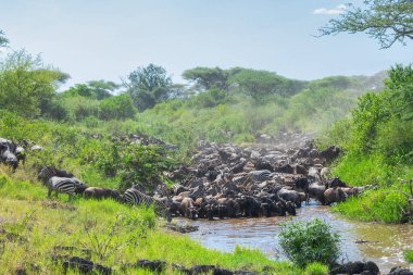 Yaklaşık 1,5 milyon Afrika antilobu, yüz binlerce zebra, elf, ceylan ve bir grup yırtıcı hayvanla birlikte, Güney Serengeti 'deki yavrulama alanlarını terk ediyor..