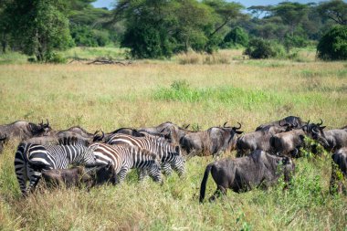 Yaklaşık 1,5 milyon Afrika antilobu, yüz binlerce zebra, elf, ceylan ve bir grup yırtıcı hayvanla birlikte, Güney Serengeti 'deki yavrulama alanlarını terk ediyor..