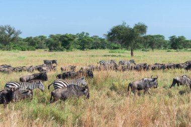 Around 1.5 million wildebeest, with hundreds of thousands of zebras, elands, gazelles and a retinue of predators, leave their calving grounds in the southern Serengeti. clipart