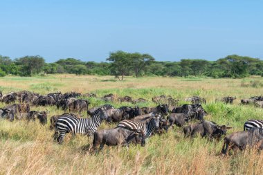 Yaklaşık 1,5 milyon Afrika antilobu, yüz binlerce zebra, elf, ceylan ve bir grup yırtıcı hayvanla birlikte, Güney Serengeti 'deki yavrulama alanlarını terk ediyor..
