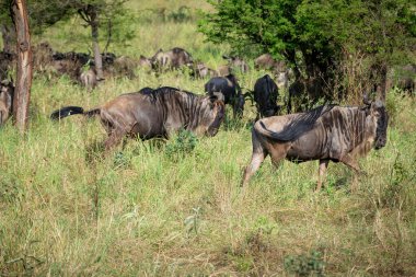 Yaklaşık 1,5 milyon Afrika antilobu, yüz binlerce zebra, elf, ceylan ve bir grup yırtıcı hayvanla birlikte, Güney Serengeti 'deki yavrulama alanlarını terk ediyor..