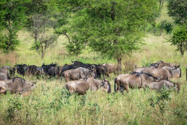 Yaklaşık 1,5 milyon Afrika antilobu, yüz binlerce zebra, elf, ceylan ve bir grup yırtıcı hayvanla birlikte, Güney Serengeti 'deki yavrulama alanlarını terk ediyor..