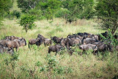 Yaklaşık 1,5 milyon Afrika antilobu, yüz binlerce zebra, elf, ceylan ve bir grup yırtıcı hayvanla birlikte, Güney Serengeti 'deki yavrulama alanlarını terk ediyor..