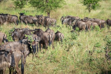 Yaklaşık 1,5 milyon Afrika antilobu, yüz binlerce zebra, elf, ceylan ve bir grup yırtıcı hayvanla birlikte, Güney Serengeti 'deki yavrulama alanlarını terk ediyor..