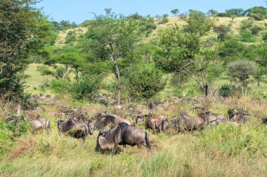 Yaklaşık 1,5 milyon Afrika antilobu, yüz binlerce zebra, elf, ceylan ve bir grup yırtıcı hayvanla birlikte, Güney Serengeti 'deki yavrulama alanlarını terk ediyor..